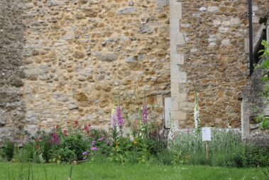 Church wall in the summer with wild snap dragons blooming
