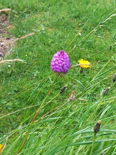 a lone pyramid orchid in a field of grass