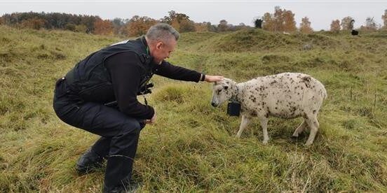Police officer crouching and stroking a spotted sheep in a grassy field on a cloudy day.